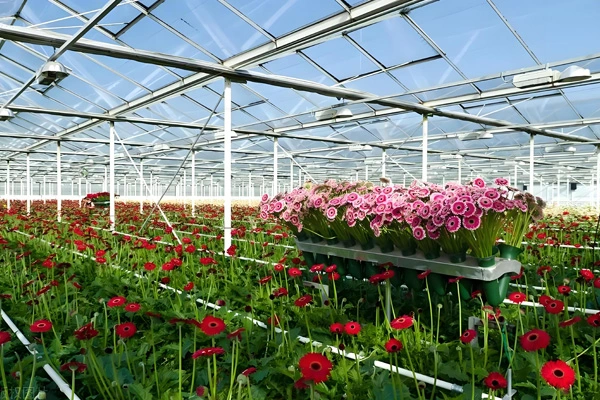 ¿Cuál es la diferencia entre PE y tela de lona de PVC?